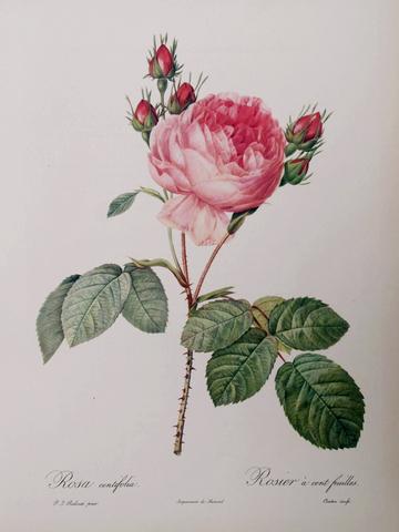 Beautiful Love - Roses (1954)